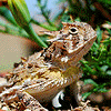 Beestie's picture